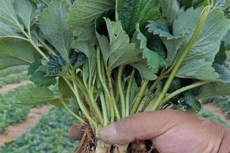 玫瑰花多久施一次肥(要施什么肥料)