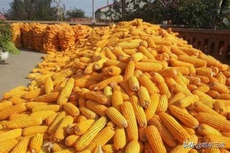 玉米肥料怎样施效果好