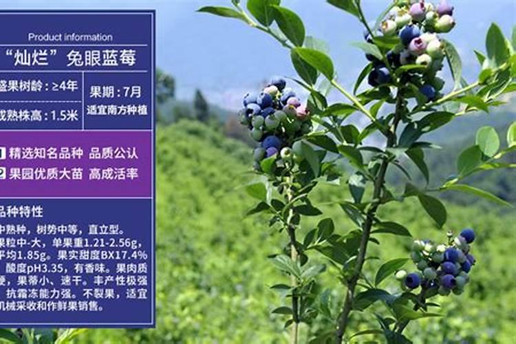 保花保果最好三种药