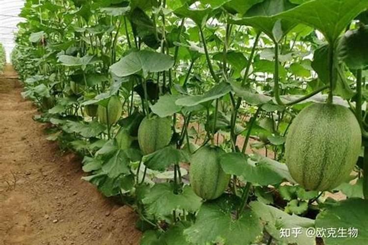 大棚西瓜用的冲施肥是多少次性投入还是一次性投入？