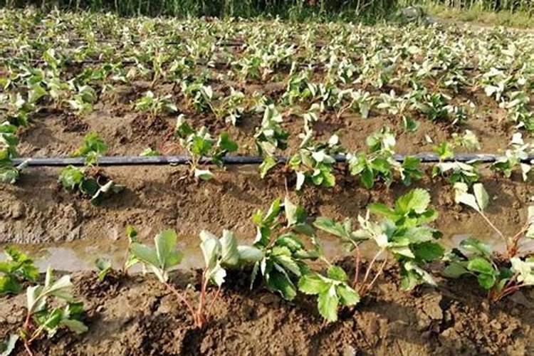 什么冲施肥对果实膨大最快