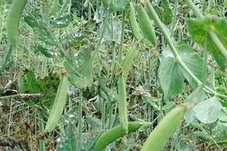 豌豆种植方法与时间？怎么栽培管理？