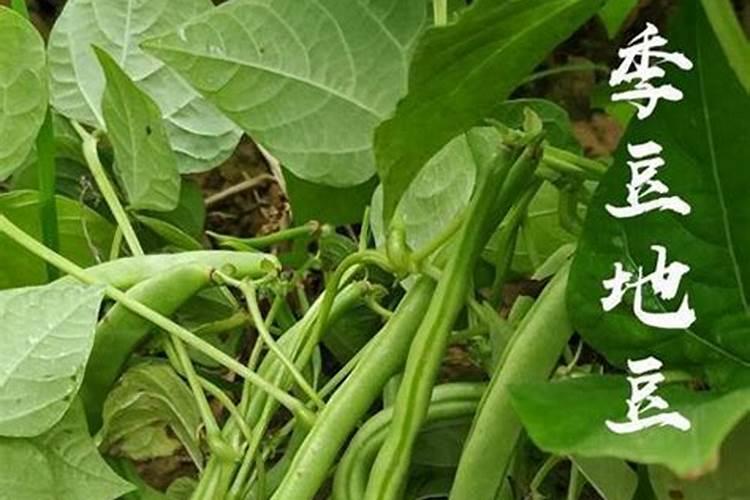 种豌豆用什么肥料最好