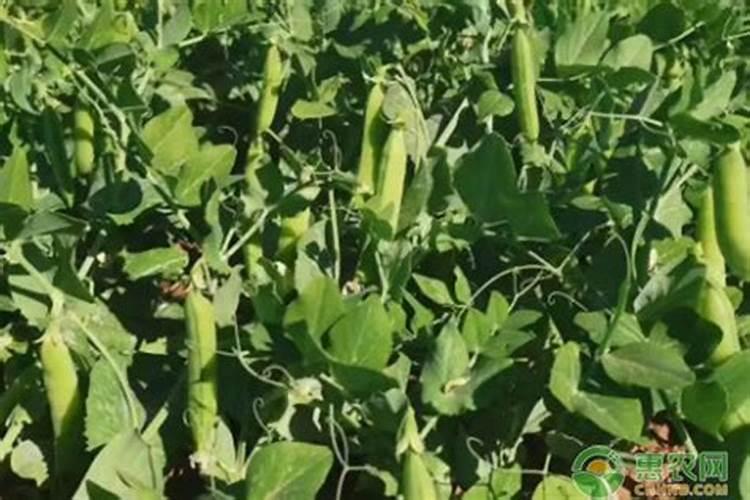 豌豆是忌氯作物吗