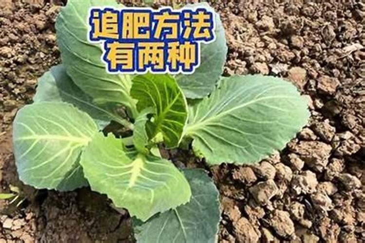 蔬菜出苗后怎样追肥