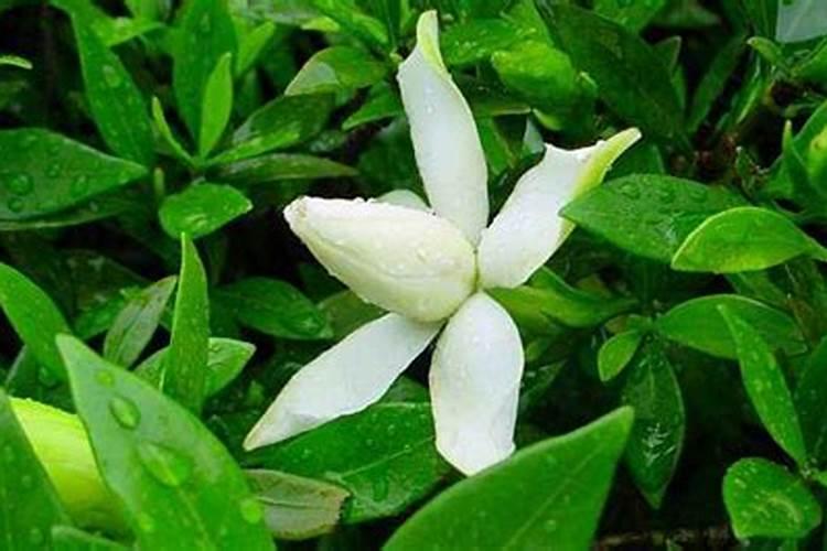 磷肥可以杀青苔吗
