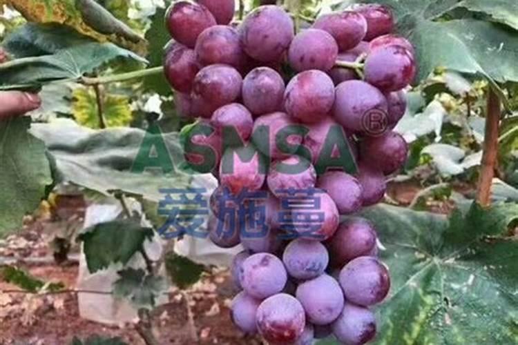 什么肥料适合所有的花,养花常用五种肥