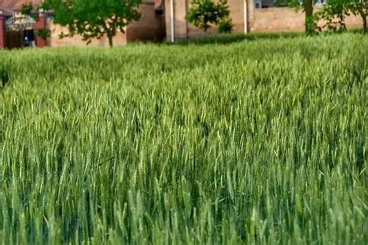 请问红绿蓝区别到底在哪里啊,还有维骨力要怎么吃