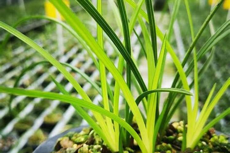 冲施肥多长时间见效