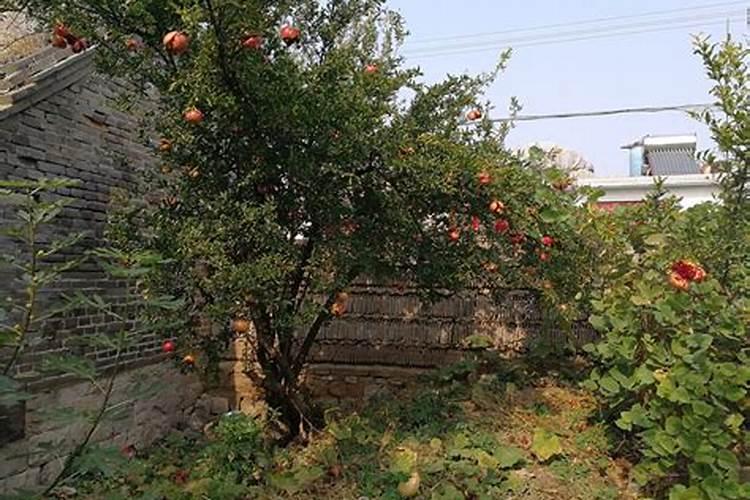 石榴树如何施肥 不同季节石榴树施肥的方法
