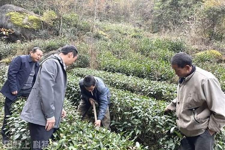 茶树如何防寒抗冻 冻害后如何补救