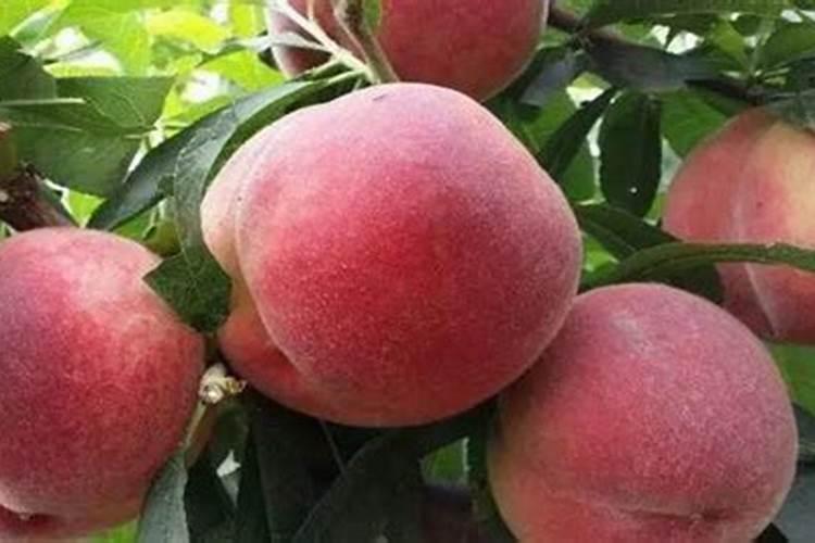 含糖高的蔬菜有哪些