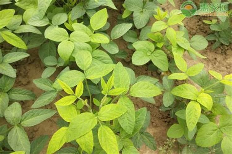 赤霉酸能和叶面肥用吗