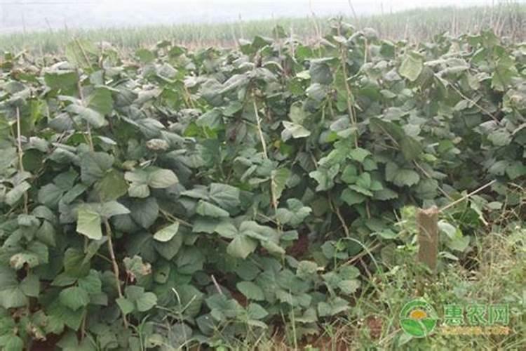 种植草莓需要什么肥料 种植草莓用什么肥料最好