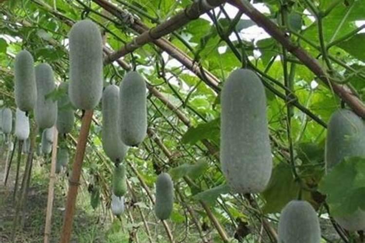 茶叶叶面肥催芽肥的正确使用