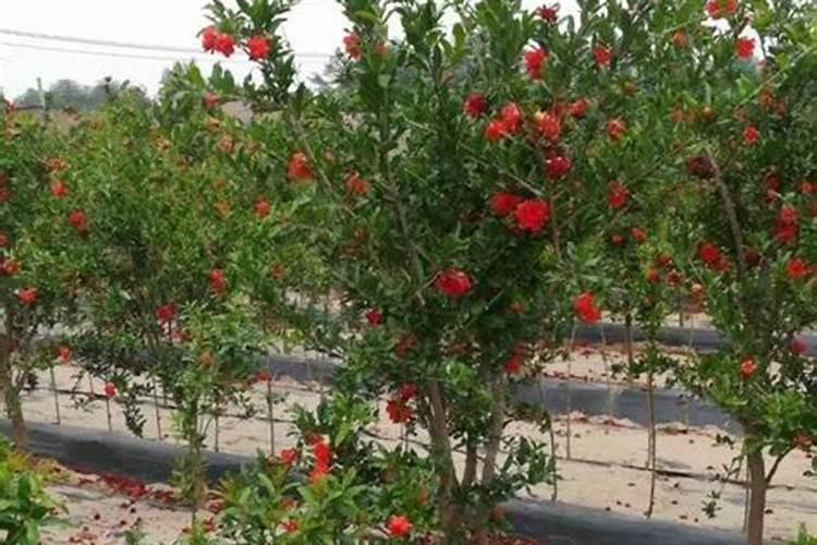 钙镁磷肥钾肥的优点