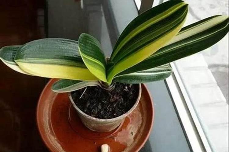 樱桃成熟期落果怎么办