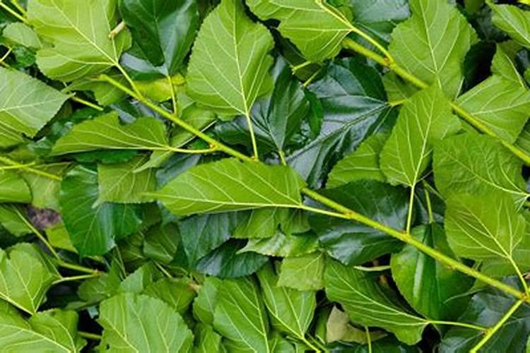 花生不同生长阶段的叶面肥使用技巧 花生应该怎么施肥