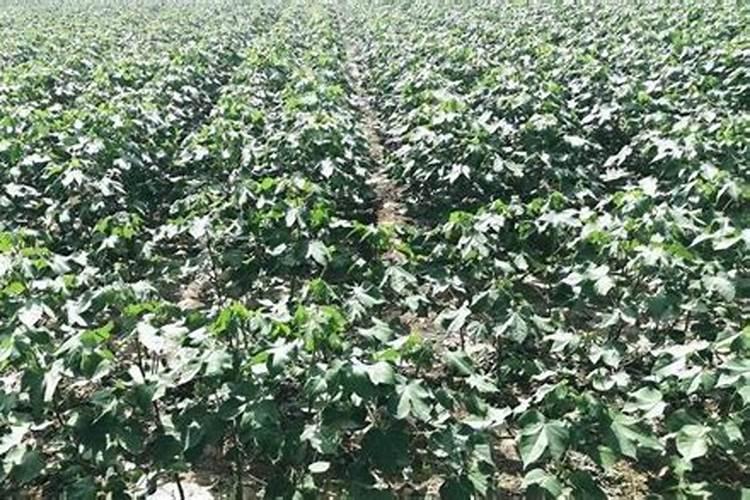 棉花栽培过程中怎样施用硼肥