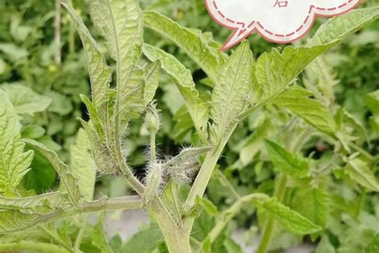 油麦菜用什么药控旺最好