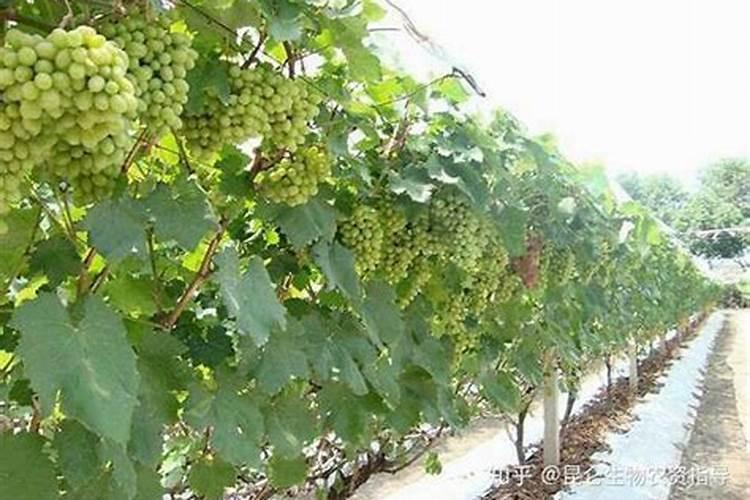 怎样给核桃树叶面喷肥？