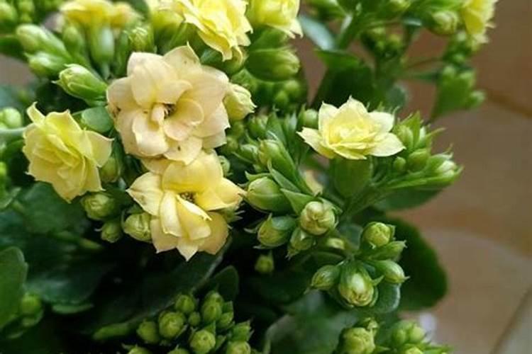 我的月季花怎么会事？是肥施多了烧根了么