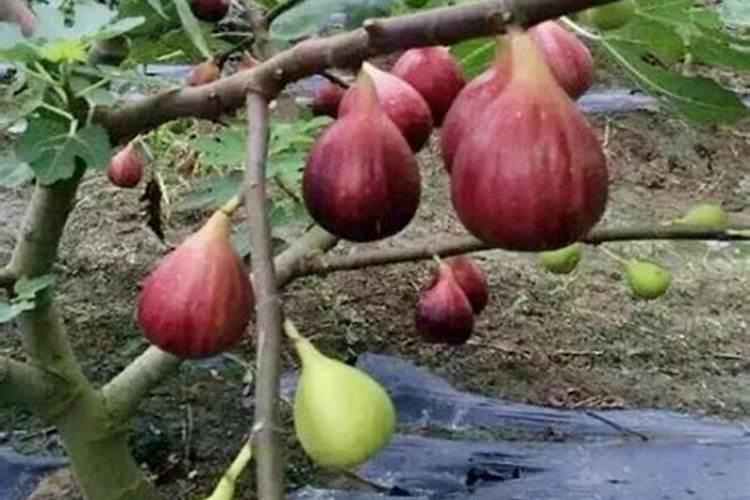 无花果施什么肥好