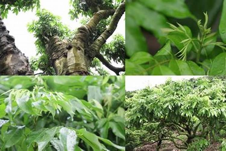 化肥烧根怎样判断