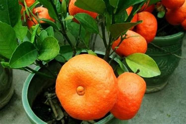 常见的化肥有哪四种