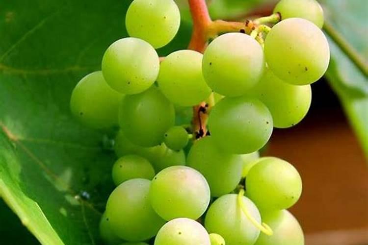 控释肥的使用方法