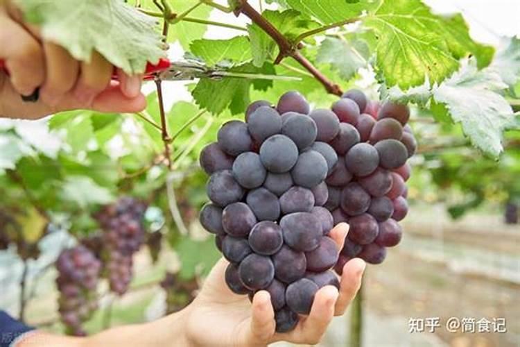 葡萄施了高钾肥遇中雨还用浇水吗？