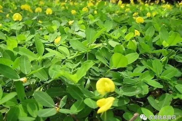 毛竹施肥要点