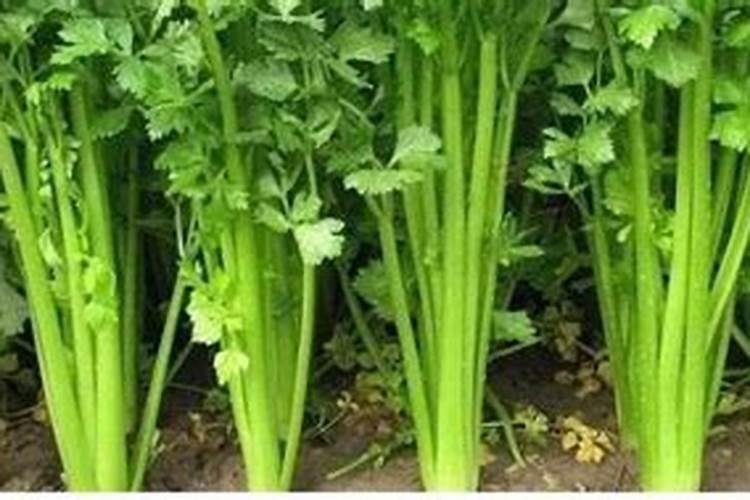 农用化肥施用量实物量和折纯量