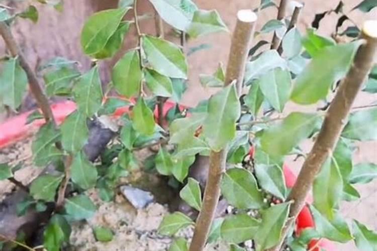 化肥折纯量参考计算表