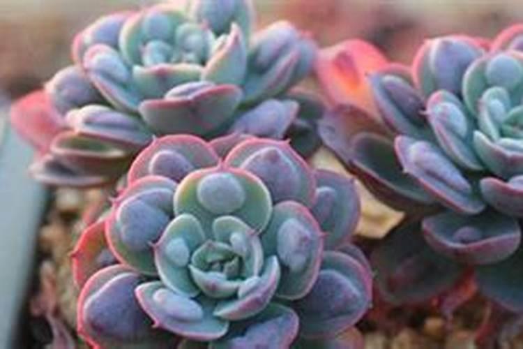 什么化学原料能把毛发融化做成氨基酸水溶肥