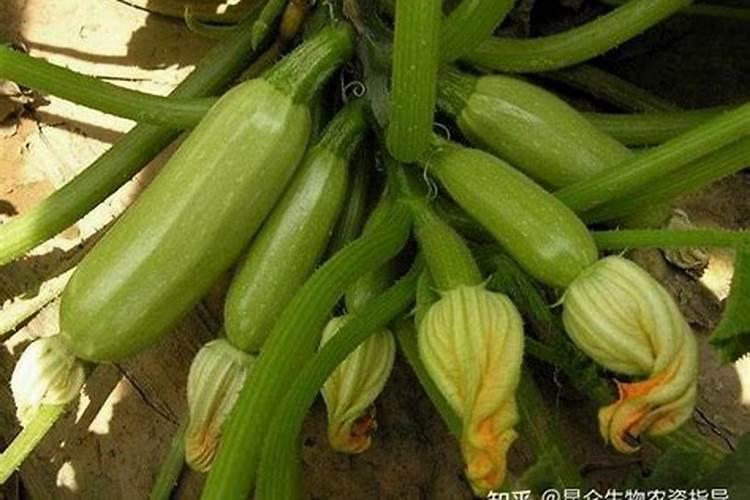 硅肥什么时候施用,叶面硅肥的使用禁忌,注意事项