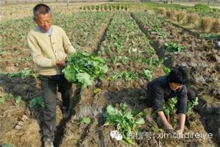 老鸦柿用什么土种最好,老鸦柿用田园土可以吗