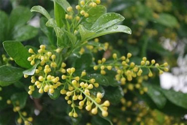 为什么米兰花开花了有时还不香