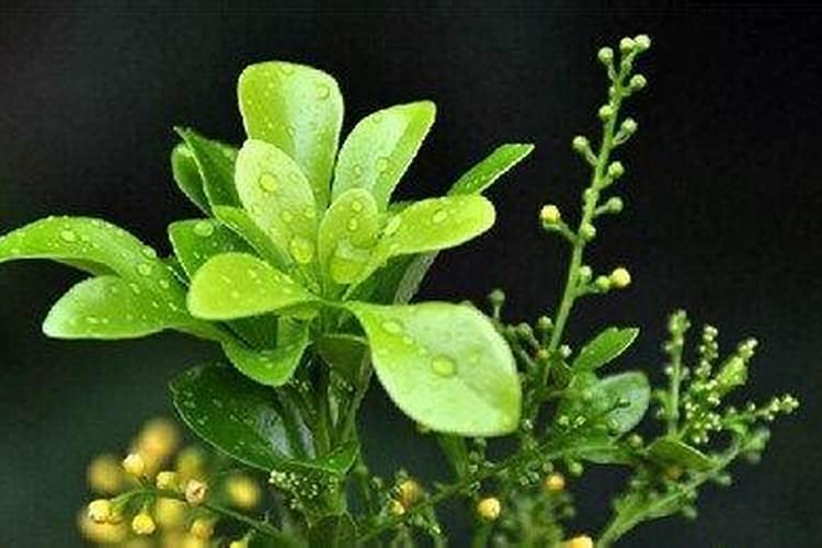 米兰花叶子黄了是什么原因