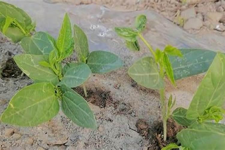 豆角开花期施什么肥