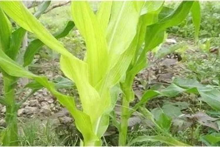 兰花一般浇水多久浇一次兰花一般浇水要多久浇一次