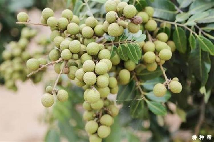 龙眼不甜,用什么方法补救？