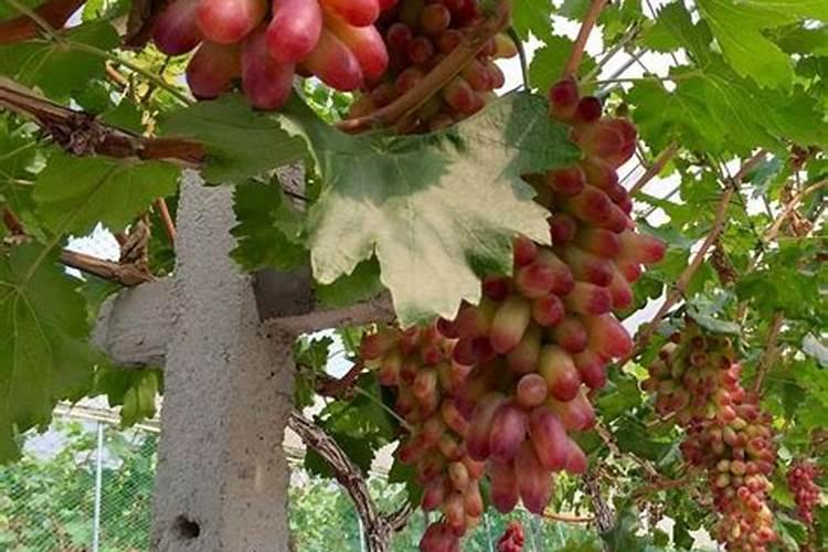 葡萄开花以后能不能打硼叶面肥