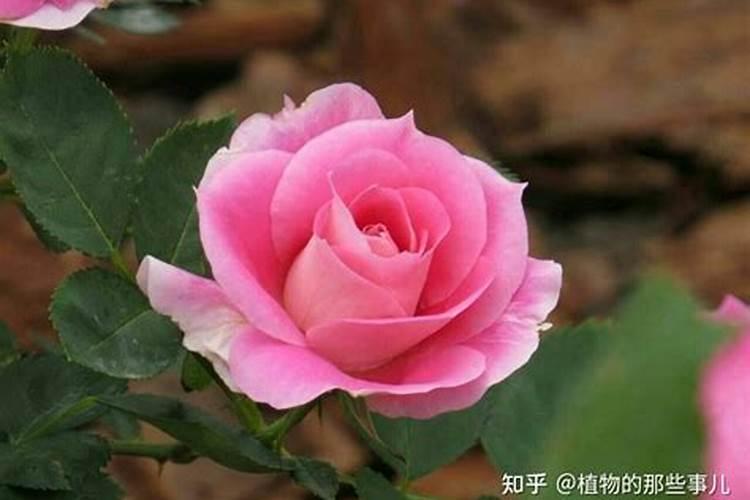 月季花怎么使用复合肥