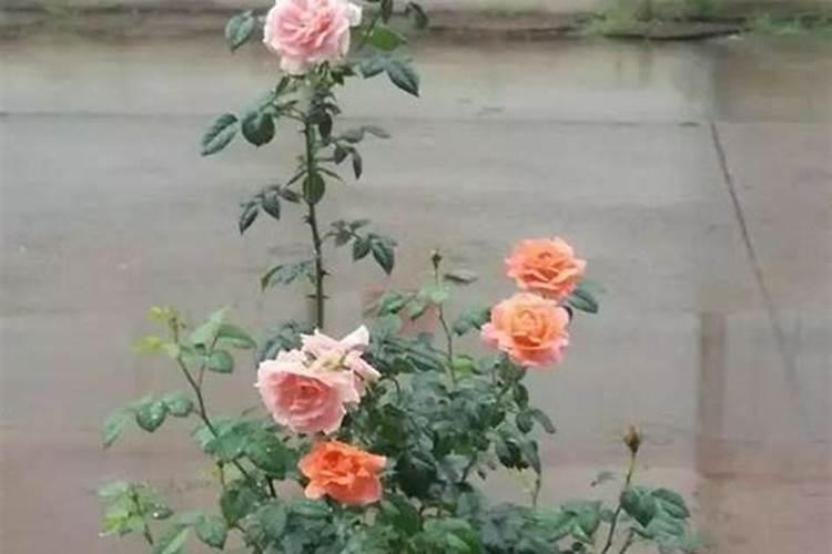 月季花的施肥方法