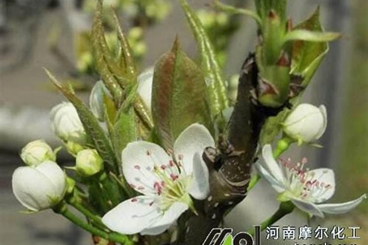 玉米大喇叭口期打什么叶面肥好？