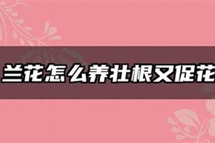 兰花要想开花多如何进行养护