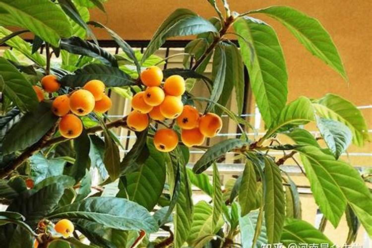 化肥品牌排行榜(水溶肥十大品牌)