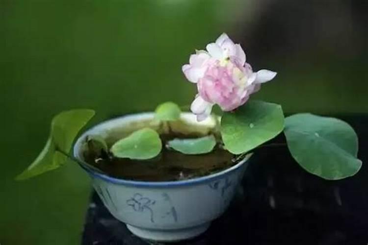 碗莲施钾肥的正确方法