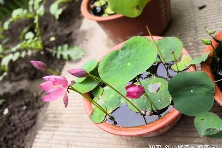 碗莲施钾肥的正确方法